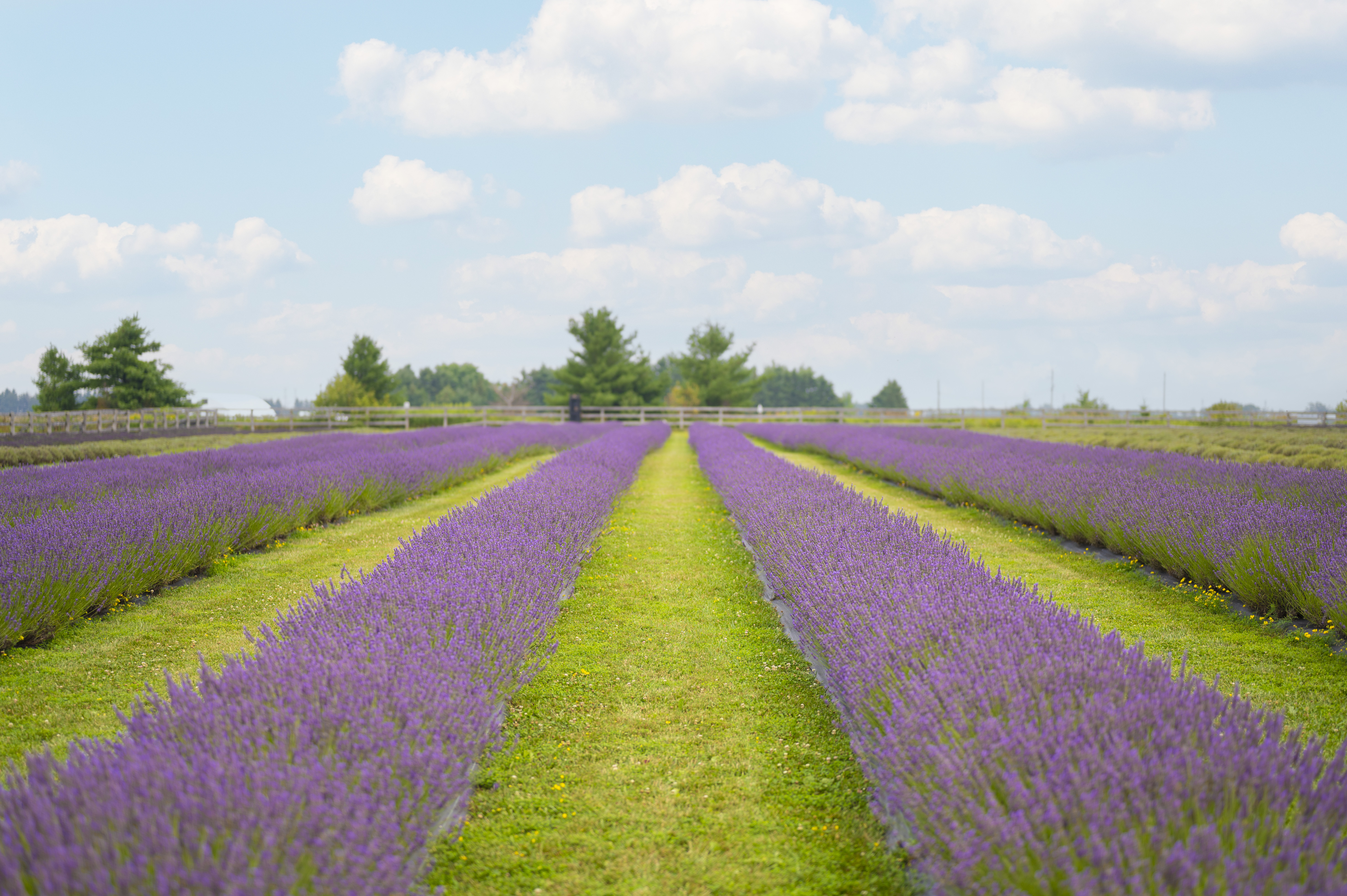 Dufferin County: A Campaign For All Seasons