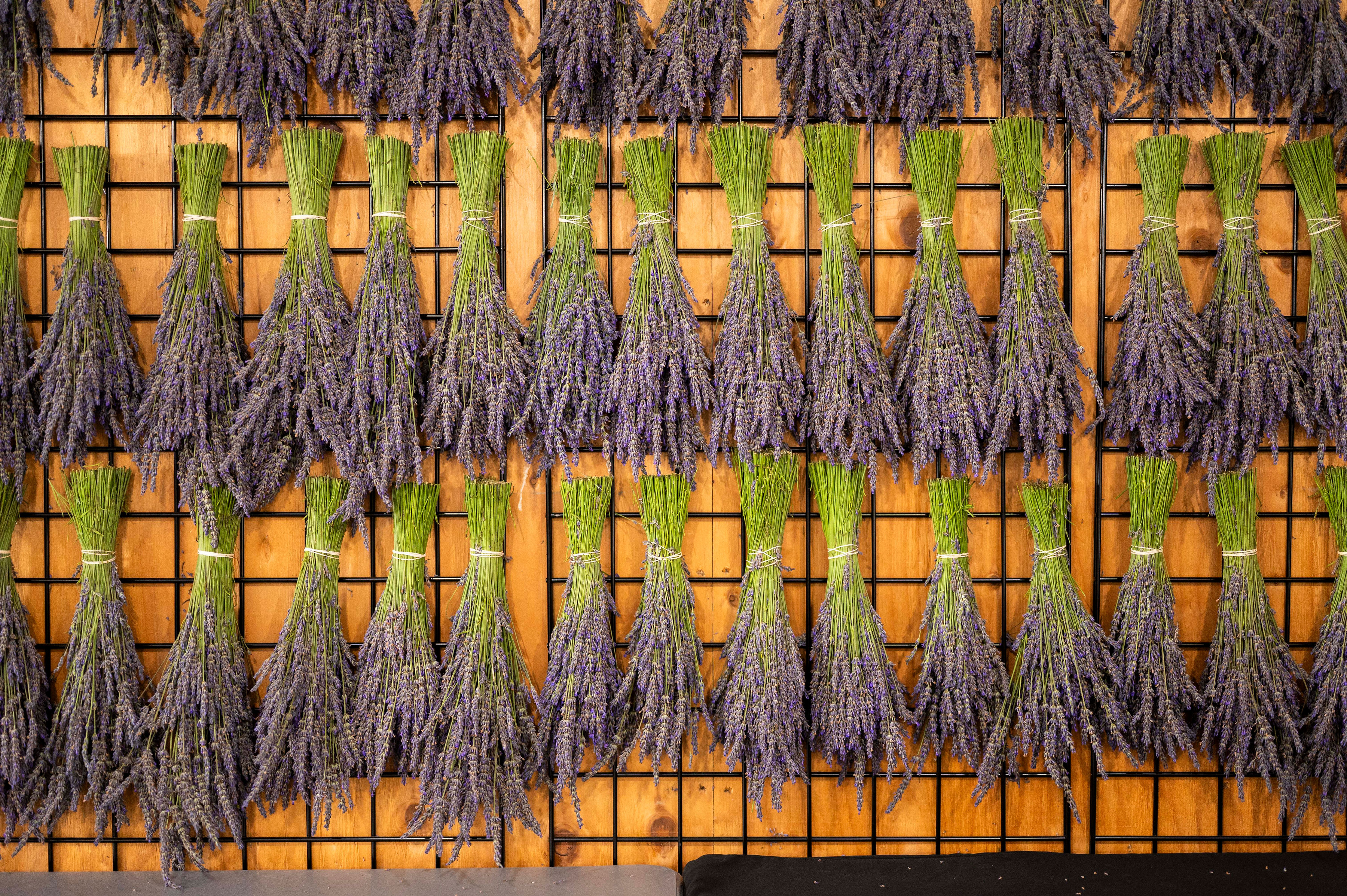 Dried bunches of lavender flowers hanging in rows on a wooden wall with a gridded rack