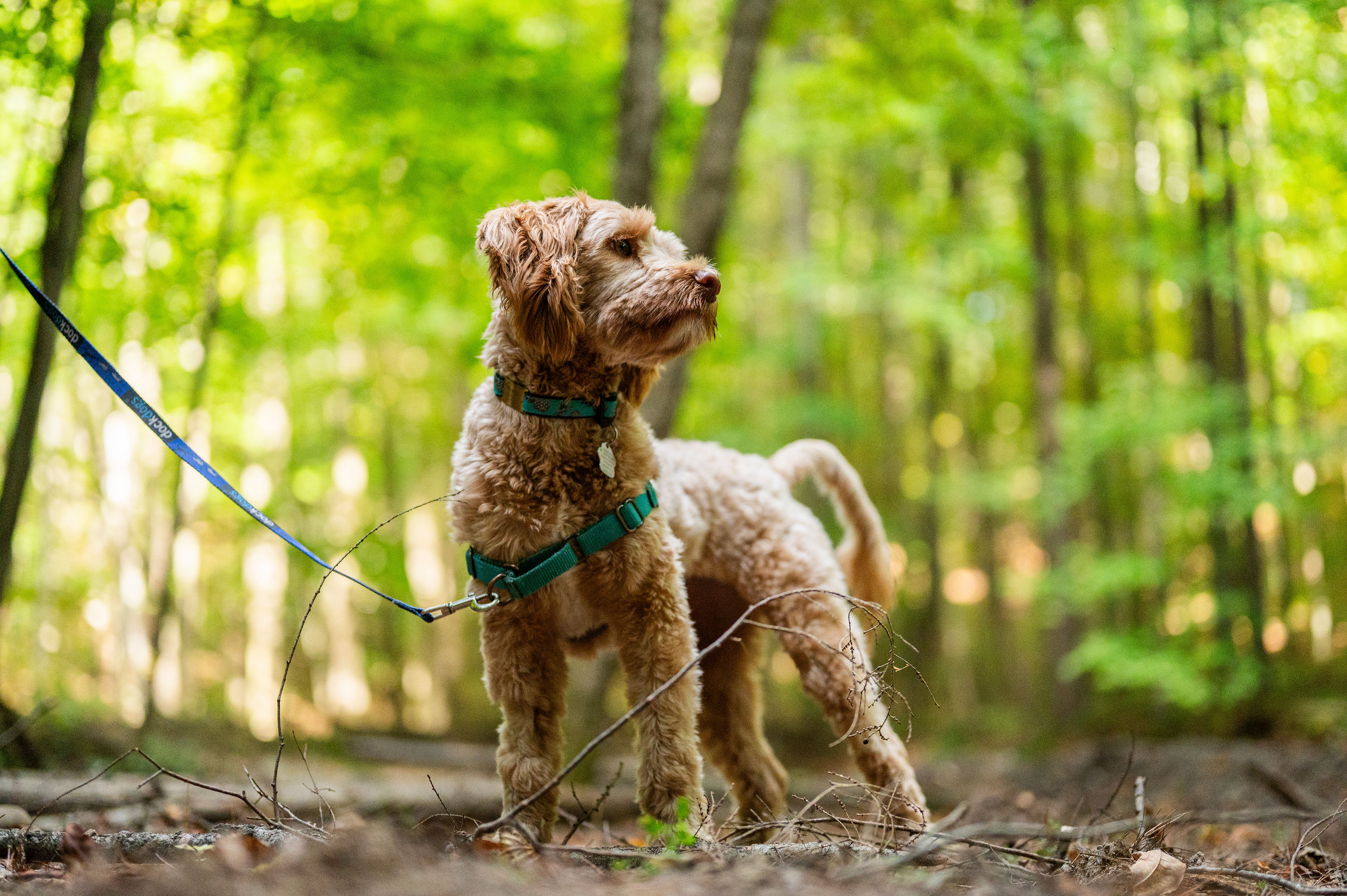 Brown dog on a blue leash in a teal harness, standing in a forest
