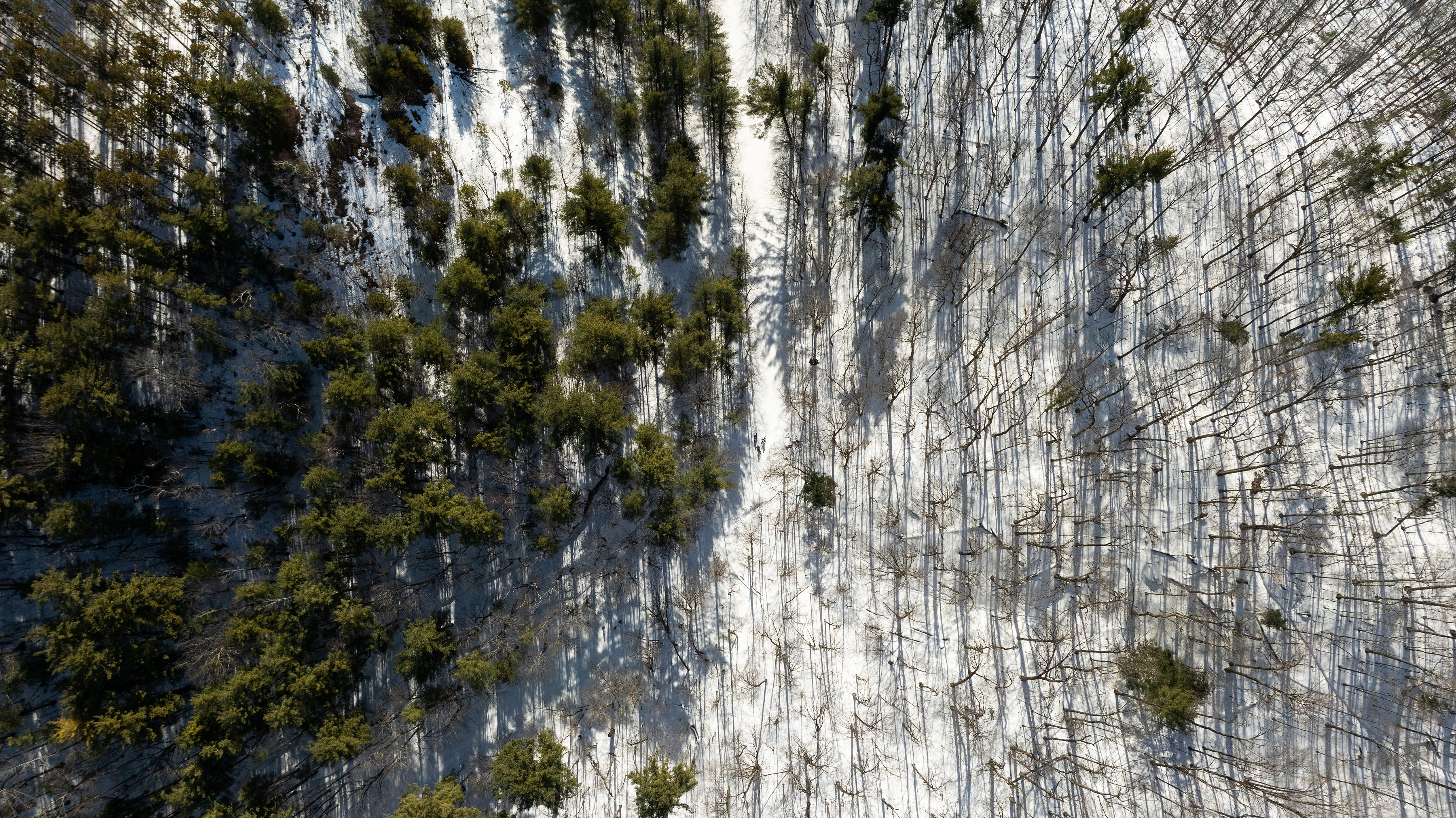 Aerial view of a snowy forest with evergreen and bare deciduous trees, long shadows