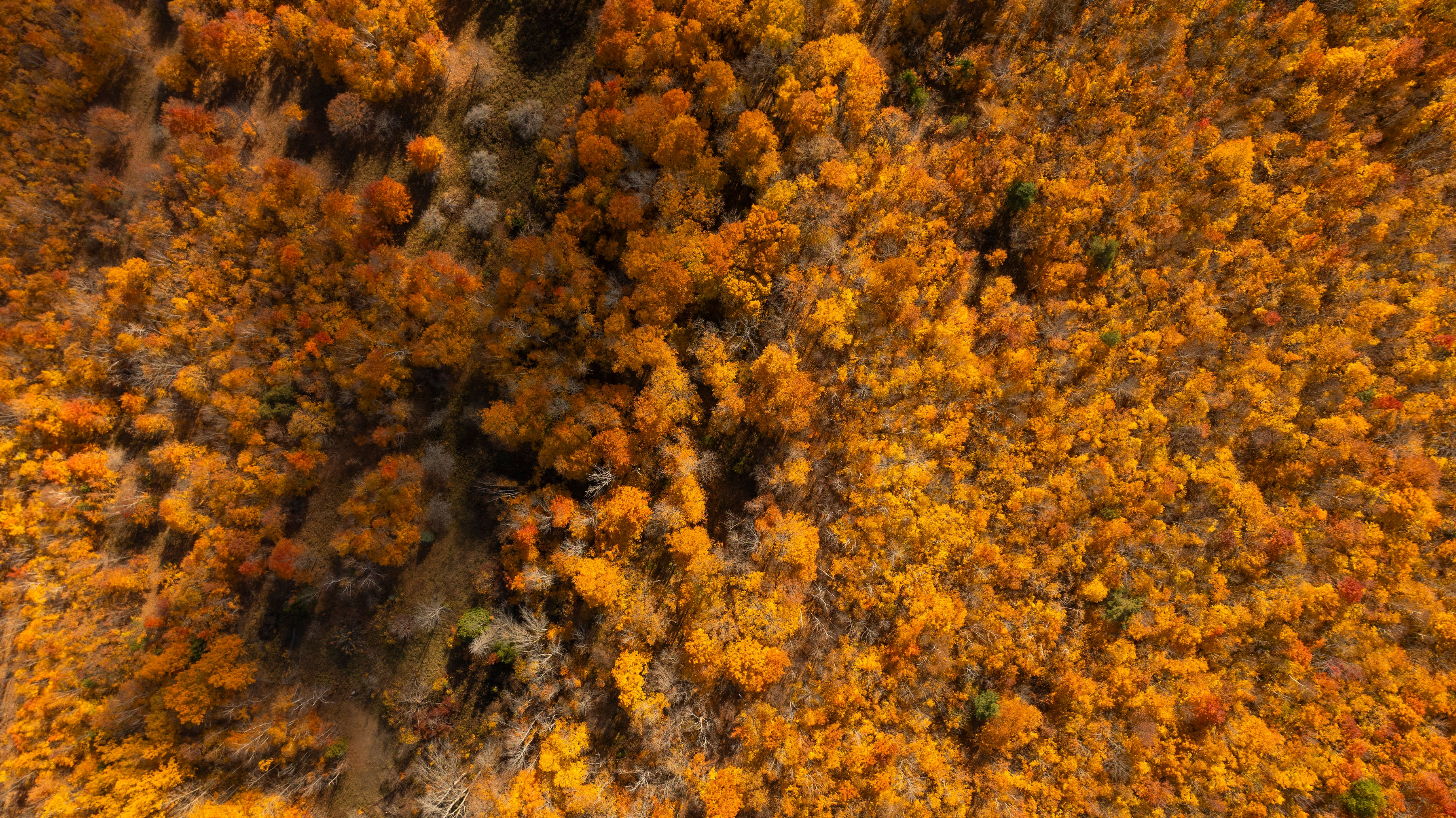 Aerial drone captures the vibrant autumnal canopy in Dufferin County, showcasing its roots